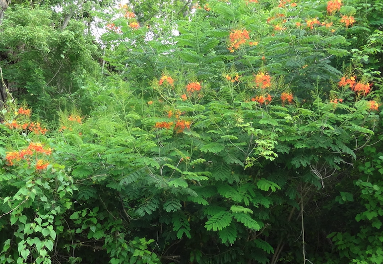 紅蝴蝶出現(xiàn)白粉病怎么維護(hù)?