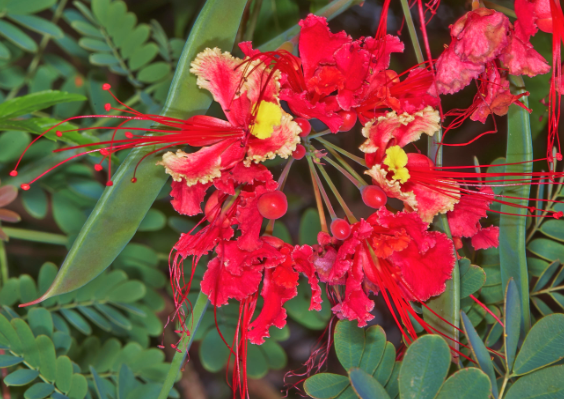 紅蝴蝶出現(xiàn)白粉病怎么維護(hù)?