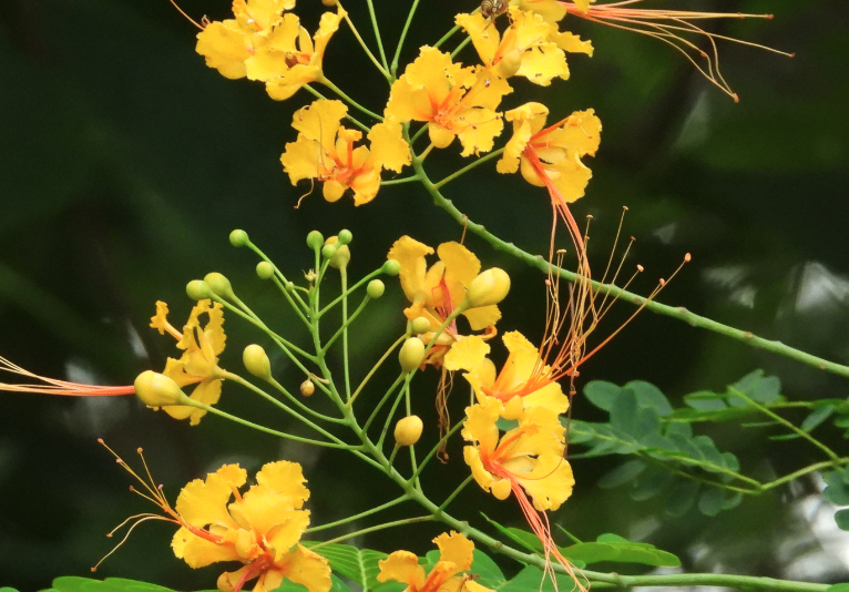 紅蝴蝶怎么進(jìn)行修剪和維護(hù)?