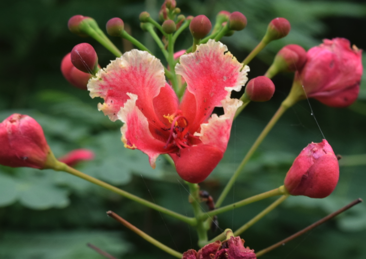 紅蝴蝶怎么進(jìn)行修剪和維護(hù)?