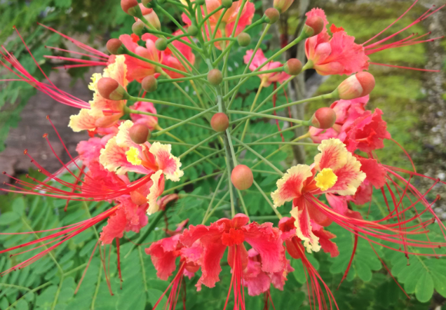 紅蝴蝶日常維護事項介紹?