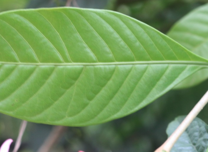 紅花蕊木的種子收集方法?