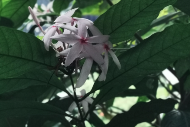 紅花蕊木的繁殖能力怎么樣?