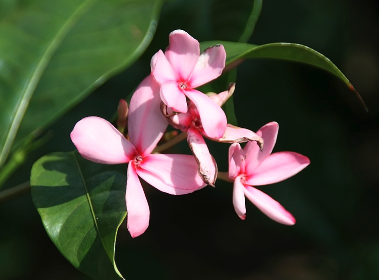 紅花蕊木蟲害預防方法?