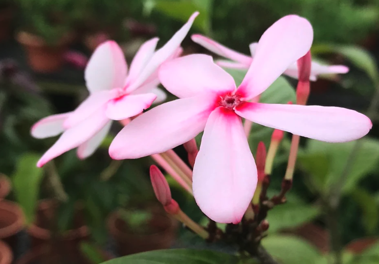 紅花蕊木怎么治療白粉病?