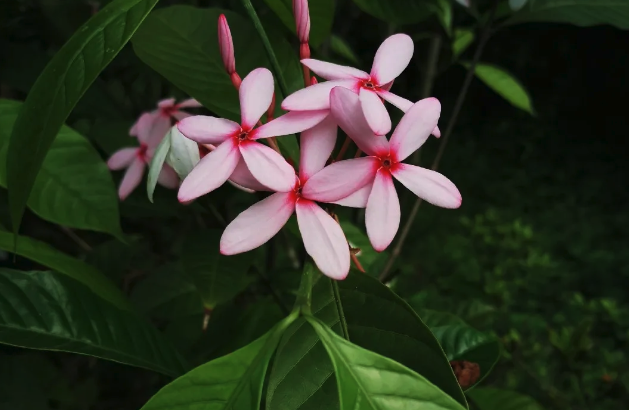 紅花蕊木容易感染的病害?