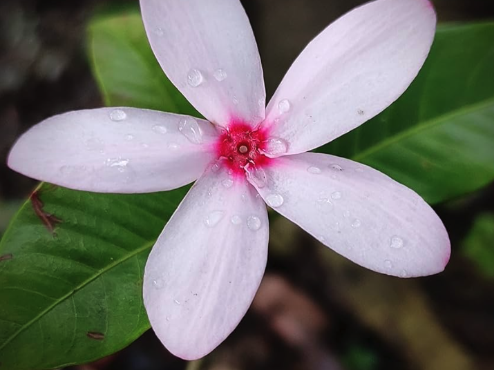 紅花蕊木怎么進行施肥管理?