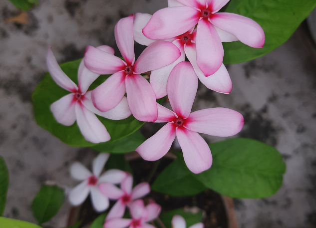 紅花蕊木需水量怎么樣,如何澆水?