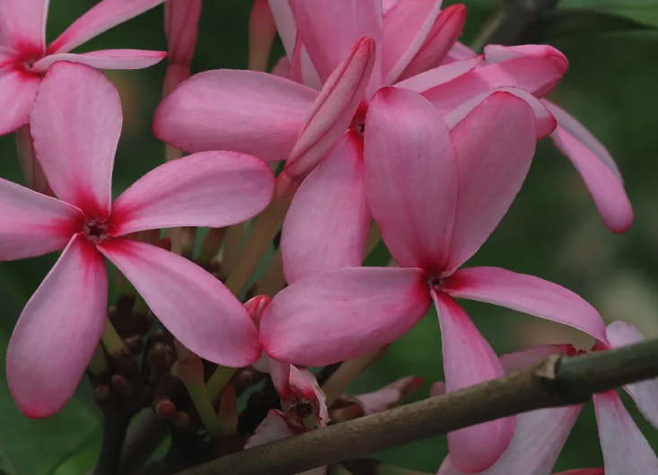 紅花蕊木盆栽基質選擇什么最佳?