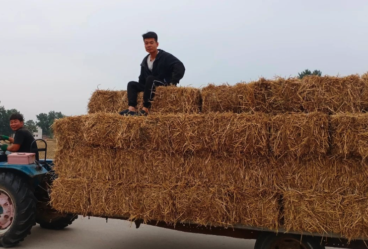 秸稈氨化是怎么進行處理的?
