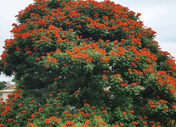 噴泉樹是什么植物?