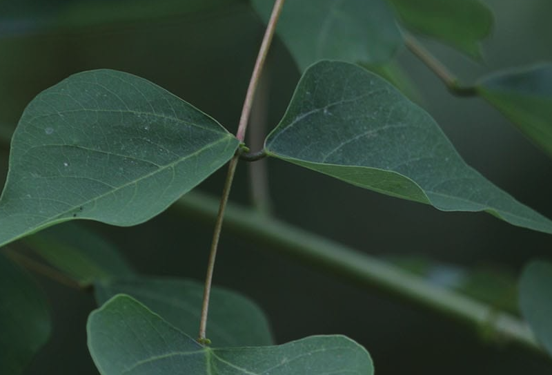 龍牙花葉片出現褐斑是什么原因?