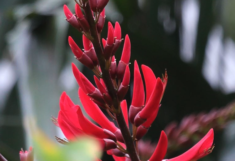 龍牙花怎么治療葉霉病?