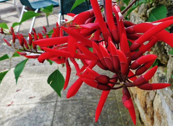 龍牙花出現銹病的原因?