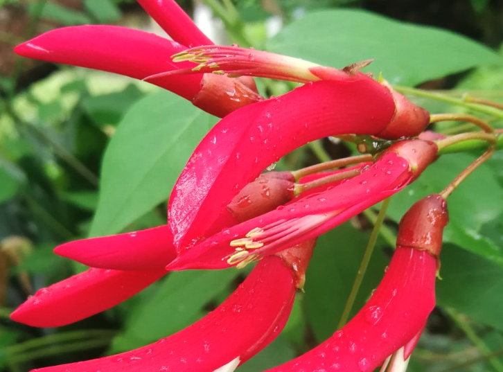龍牙花日常修剪和維護?