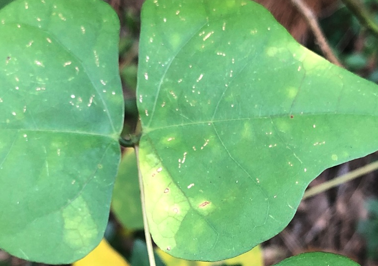 龍牙花日常修剪和維護?