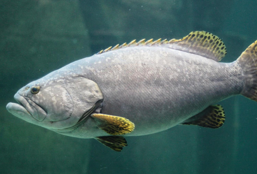 鞍帶石斑魚(yú)幼魚(yú)的存活率怎么樣?