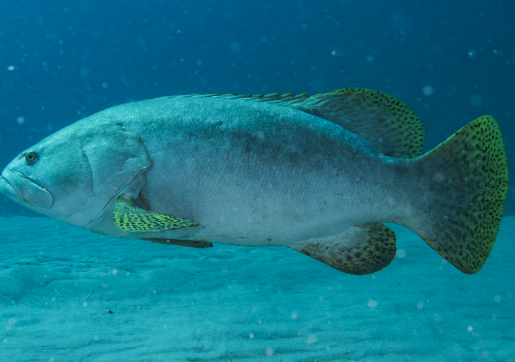 鞍帶石斑魚(yú)幼魚(yú)的存活率怎么樣?