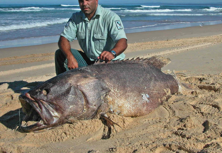 釣鞍帶石斑魚需要什么魚竿?