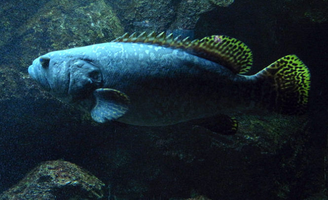 鞍帶石斑魚的肉質營養如何?