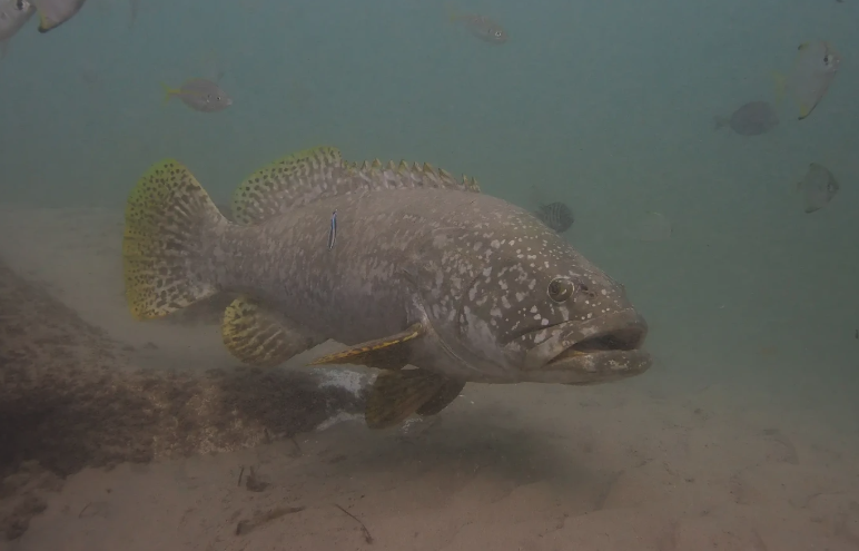 鞍帶石斑魚對什么餌料感興趣?