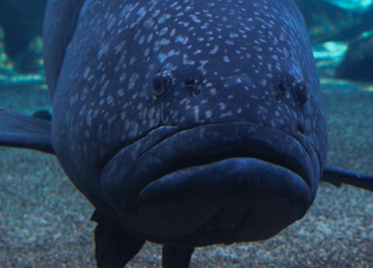 鞍帶石斑魚對什么餌料感興趣?