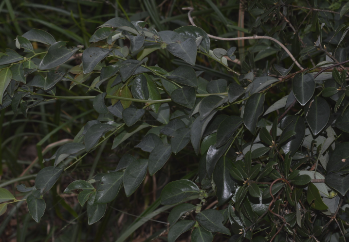 黑面神可以室內種植嗎?
