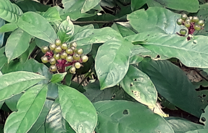 蛇根木的生態(tài)習(xí)性介紹?