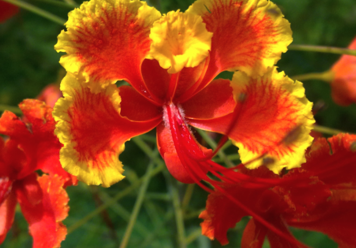 紅蝴蝶對生長環(huán)境有什么要求?