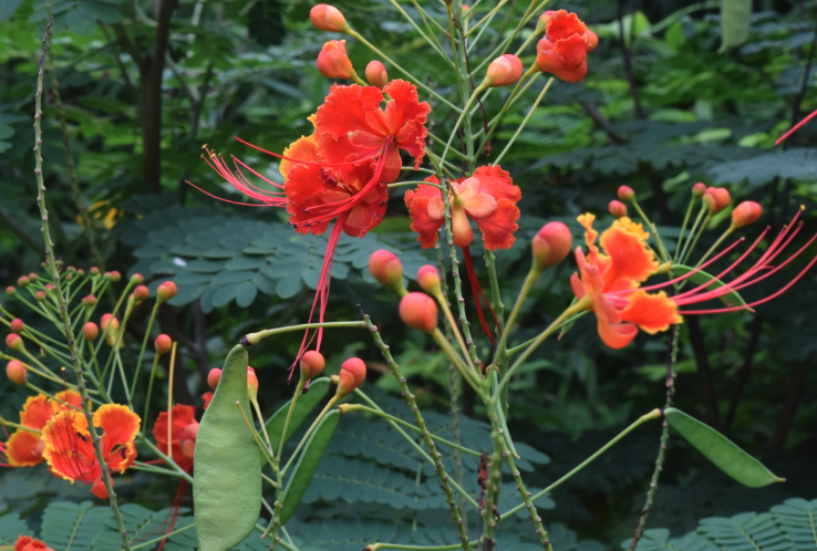 紅蝴蝶對生長環(huán)境有什么要求?