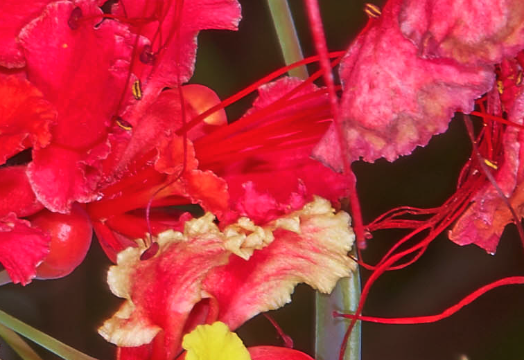 紅蝴蝶是什么花卉,有什么形態特點?