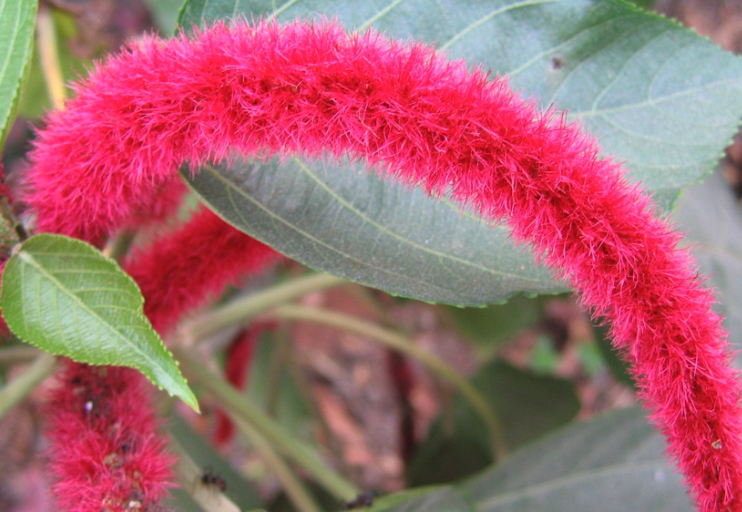 紅花鐵莧適合什么生長氣候?