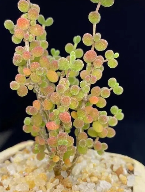 番杏密葉糖球種植技巧及花語
