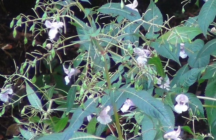 金鳳花平時的維護和管理?