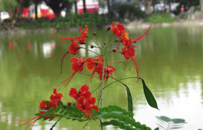 金鳳花的需水量怎么樣?