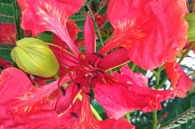 金鳳花種植方法和方式?