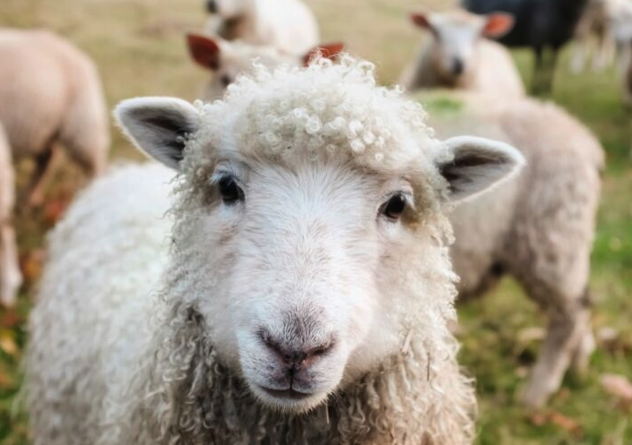 生產需要和維持需要的羊所需飼料相同嗎?
