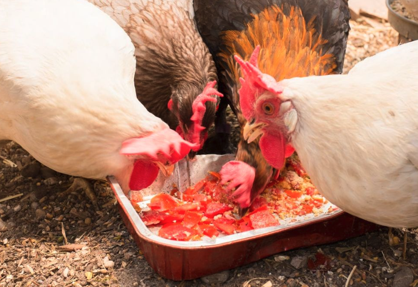 飼料的組合效應機制是什么?