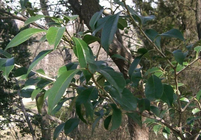 烏飯樹葉蓼的生態(tài)習(xí)性介紹?