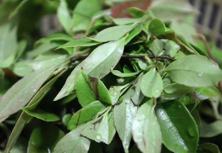 烏飯樹葉蓼的生態(tài)習(xí)性介紹?