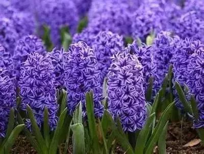 50種花語浪漫