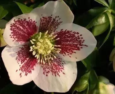 50種花語浪漫