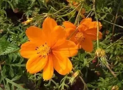 50種常見送花花語