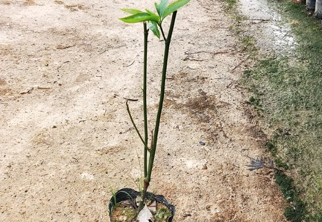 夜香木蘭的寓意和花語?