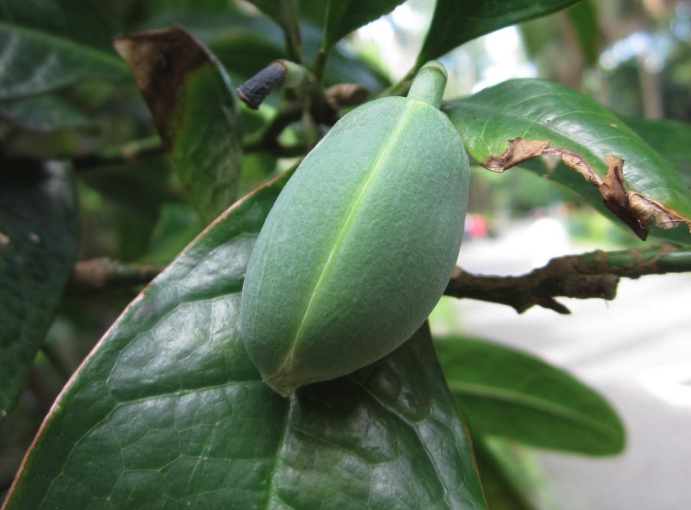 夜香木蘭對形態特點?