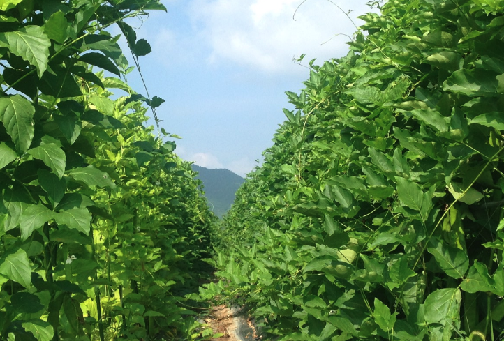 刀豆有什么藥用價值?