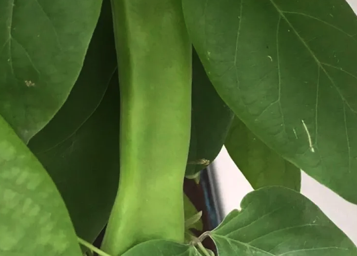 刀豆的產量怎么樣?