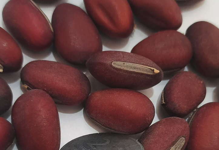 刀豆的產量怎么樣?