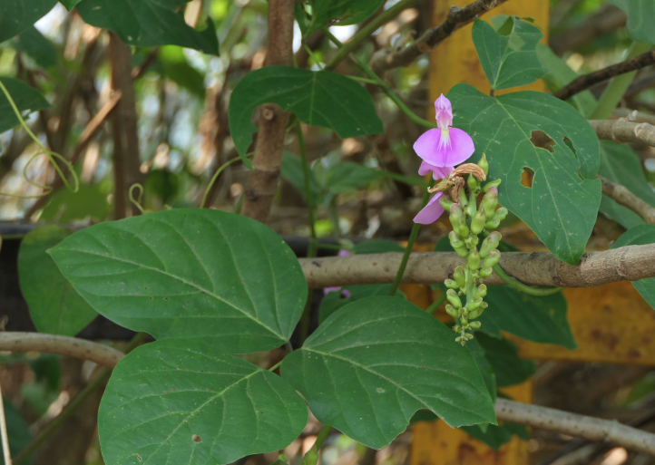 刀豆是什么蔬菜?