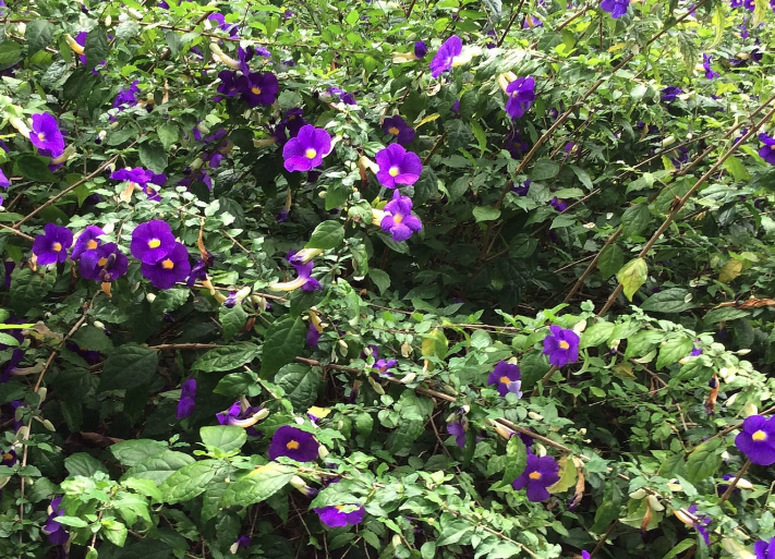 立鶴花容易被哪些害蟲影響?
